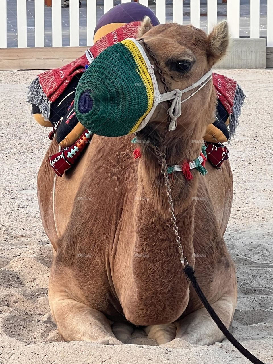 Camel desert 