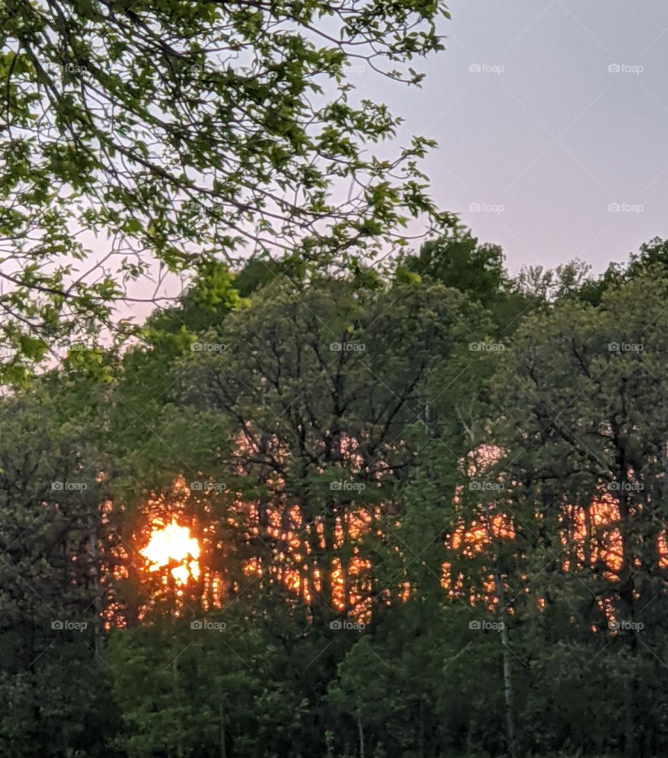 Sunset in the forest