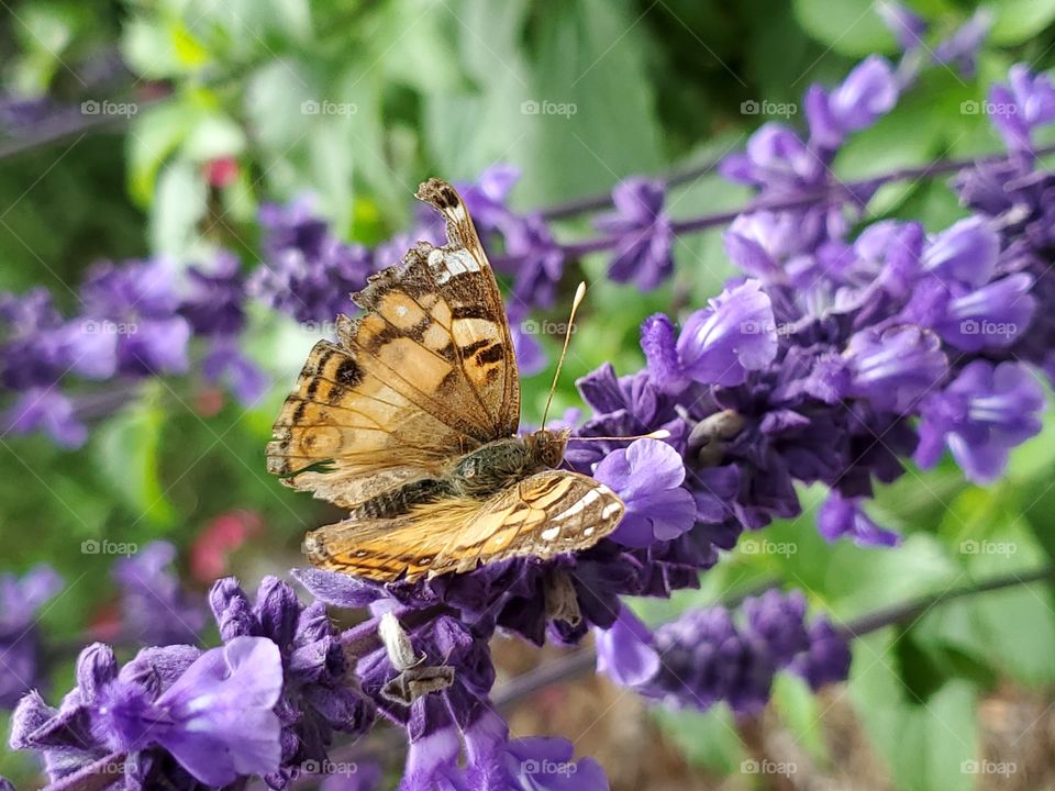 Faded American Lady Butterfly on purple flowers