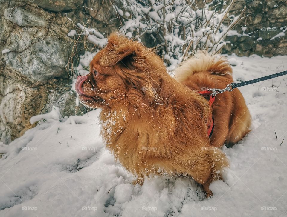 Dog in the snow