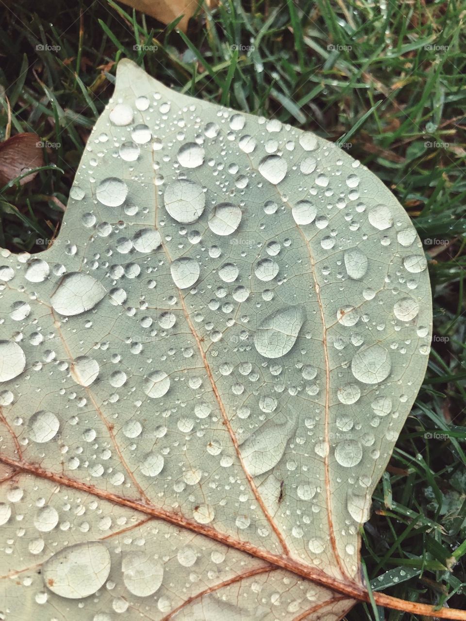 Closeup or macro of water drop on leaf