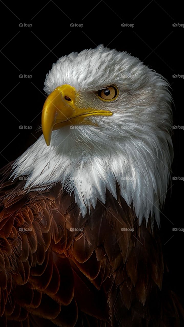 philippines eagle
