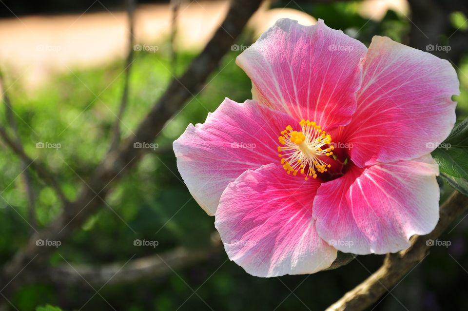 Flower, Nature, Flora, Garden, Leaf