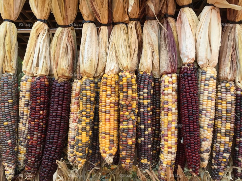 Decorative Colorful Corn
