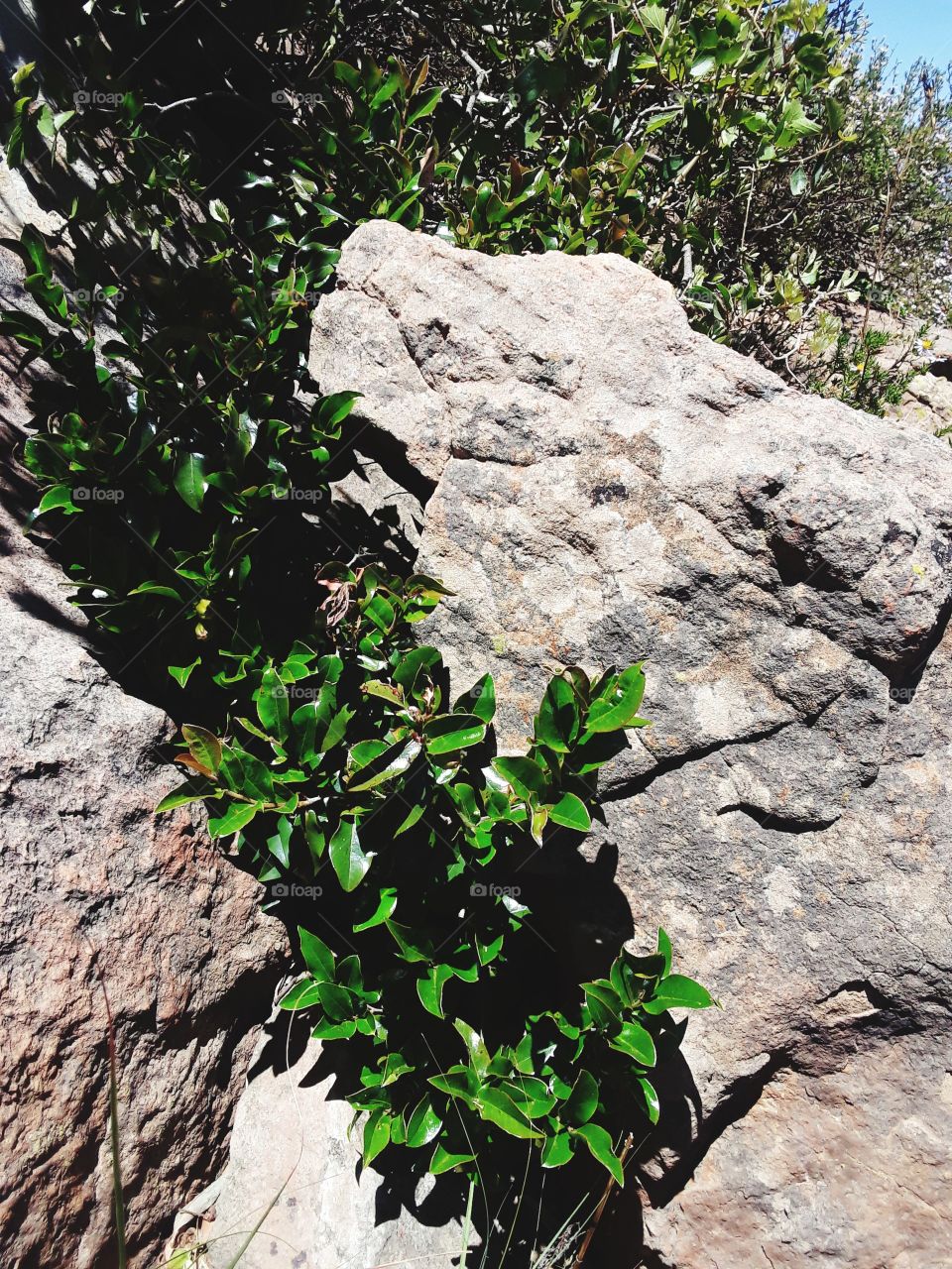 A greenish rockplant