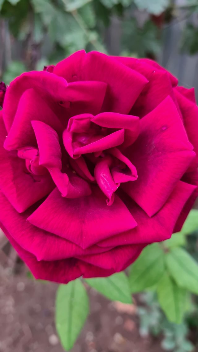 Red rose flower