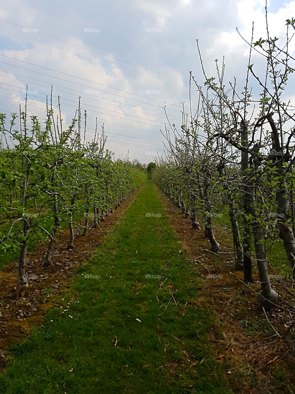 Apfel Plantagen