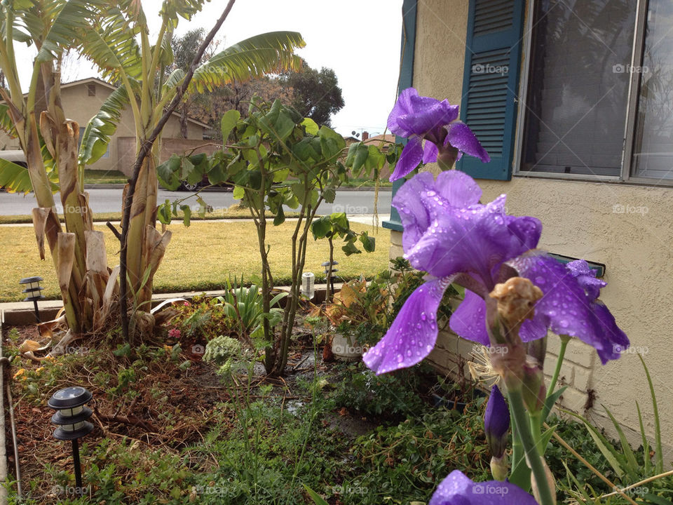 garden flower china purple by jehugarcia