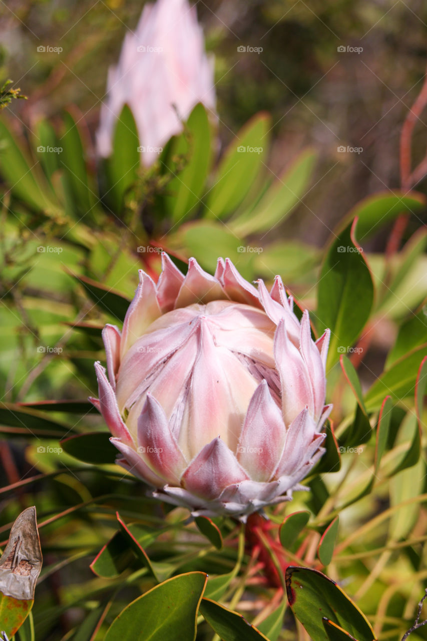 Baby protea flower head starting to open up and bloom