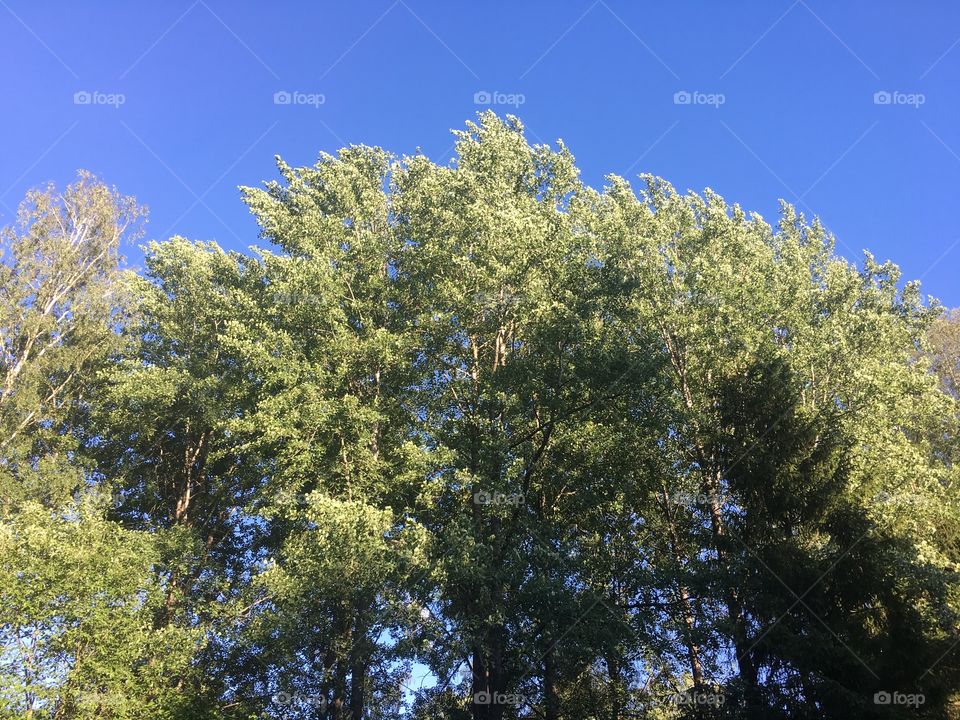 Sunset in the forest from below