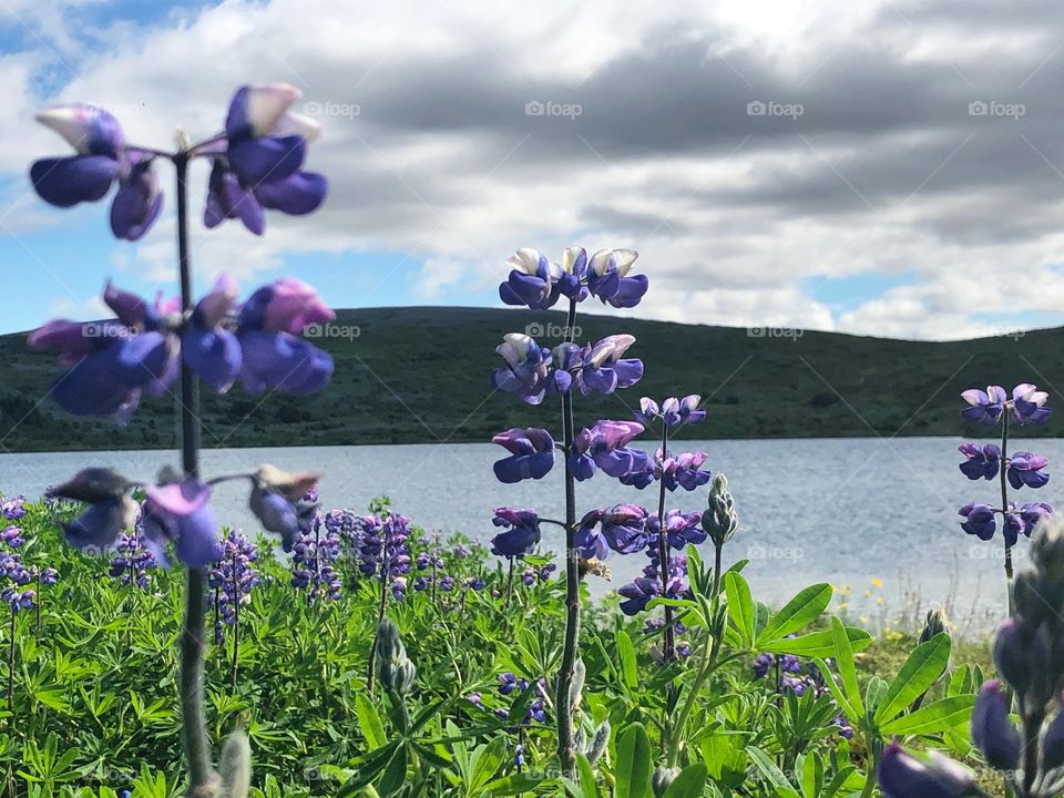 Beautiful flora around this secluded lake in the town of Gardabær, Iceland.   A great place to just be and relax.
