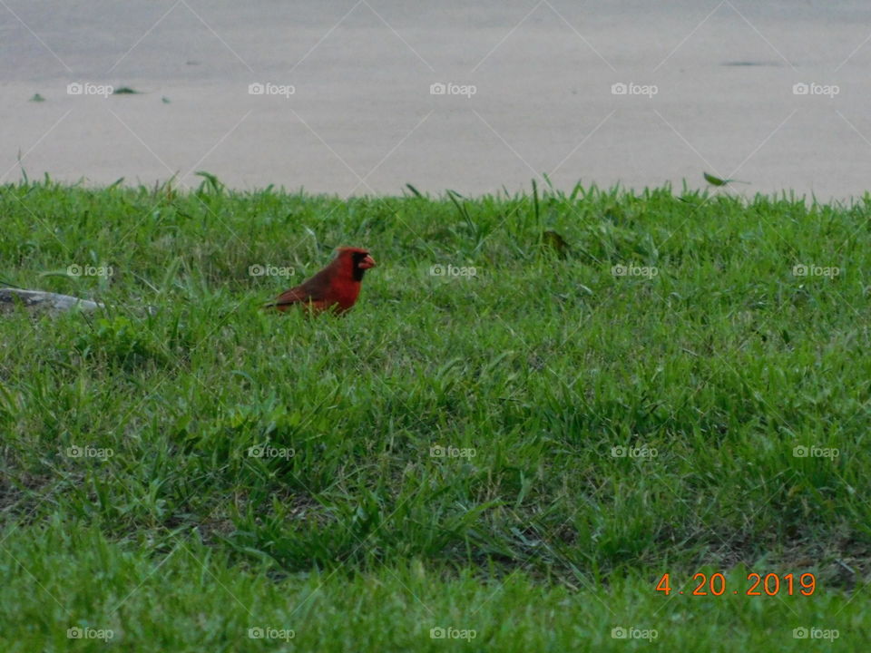Red Bird. It had know idea I was stalking it. Welcome to Spring. 