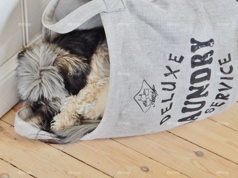 Laundry service . Laundry service deluxe 
Little dog sleeping in the laundry basket 