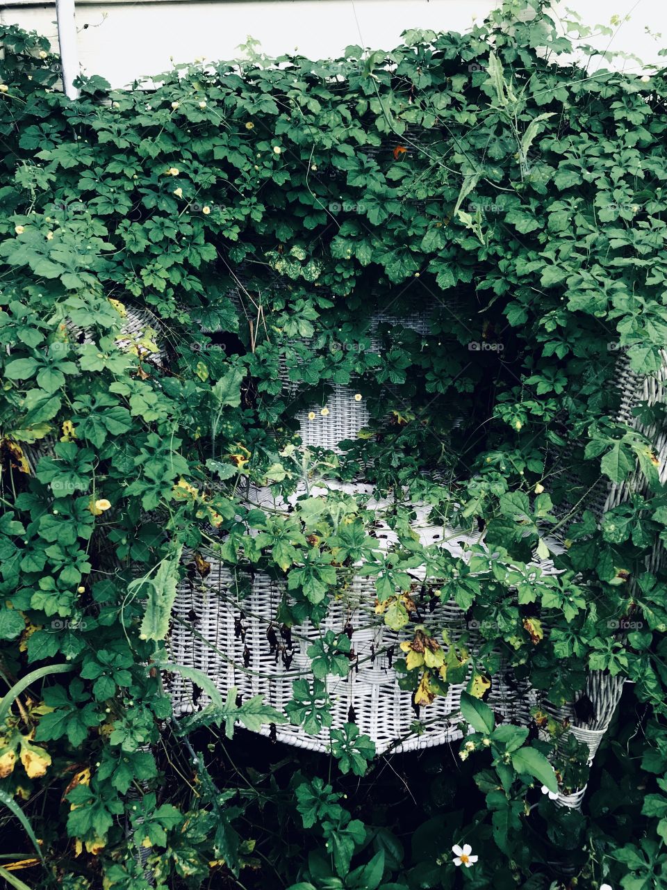 Abandoned wicker chair covered in green cerasee vines 