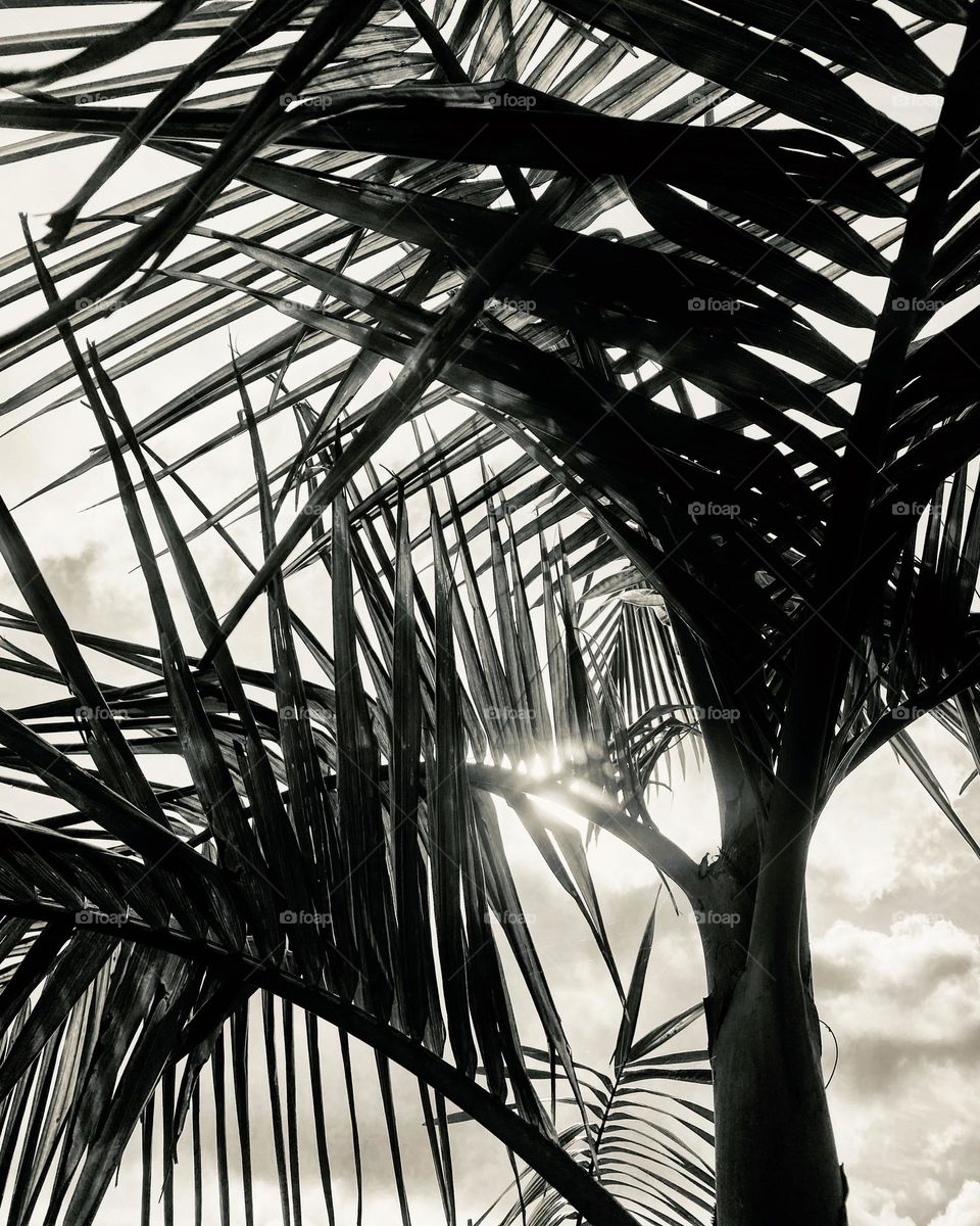 A palm tree is silhouetted against the sun in this dramatic black and white photo 