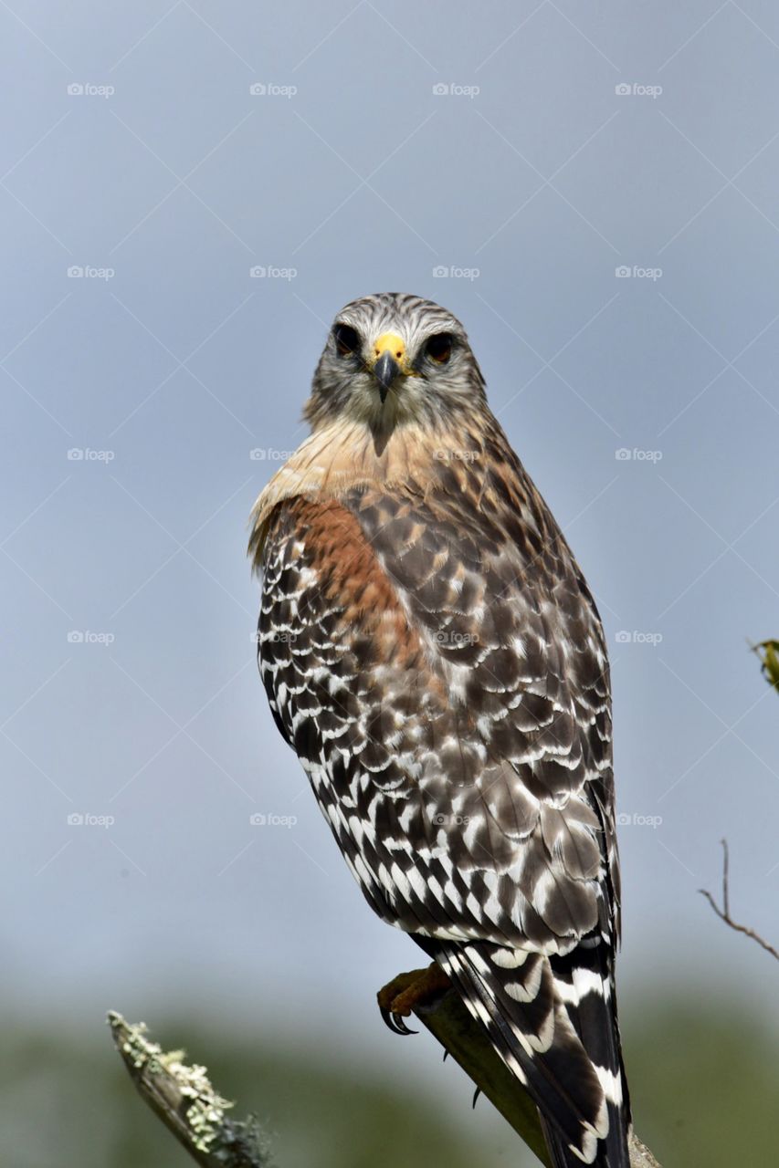 Red shouldered Hawk