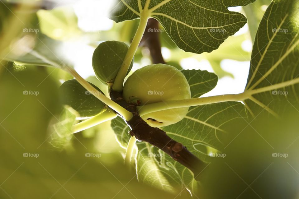 Ripe fig on fig tree