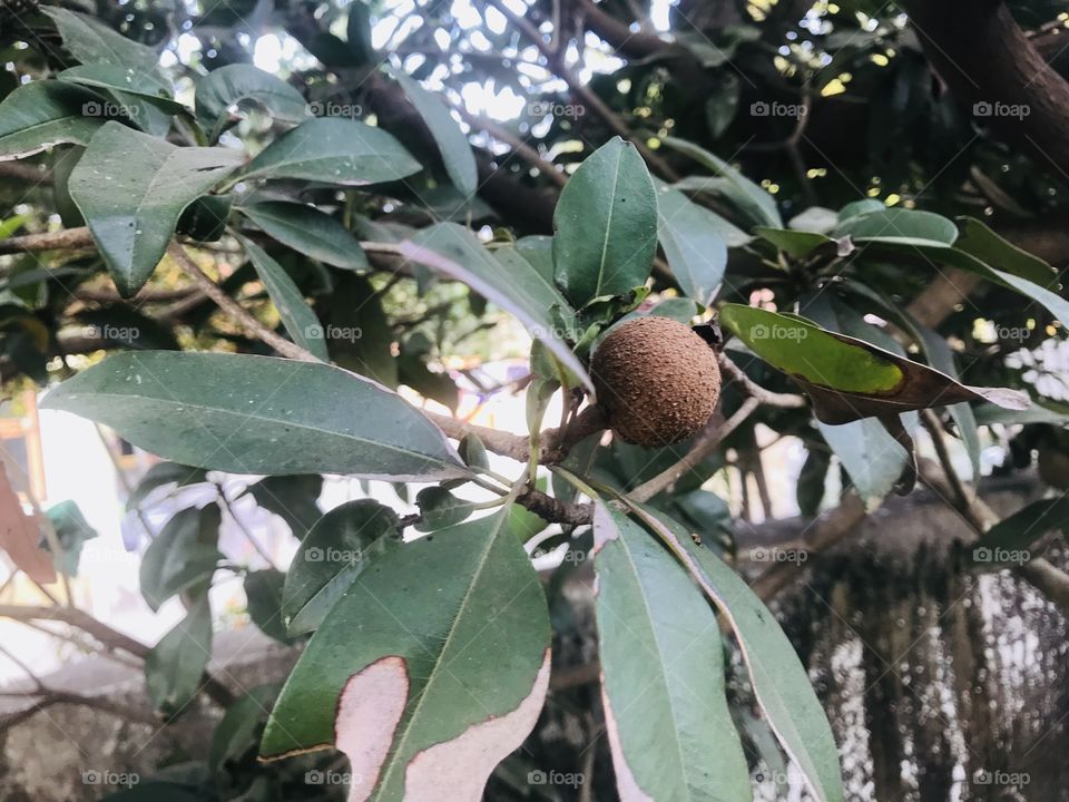 Naseberry- getting fruit ready