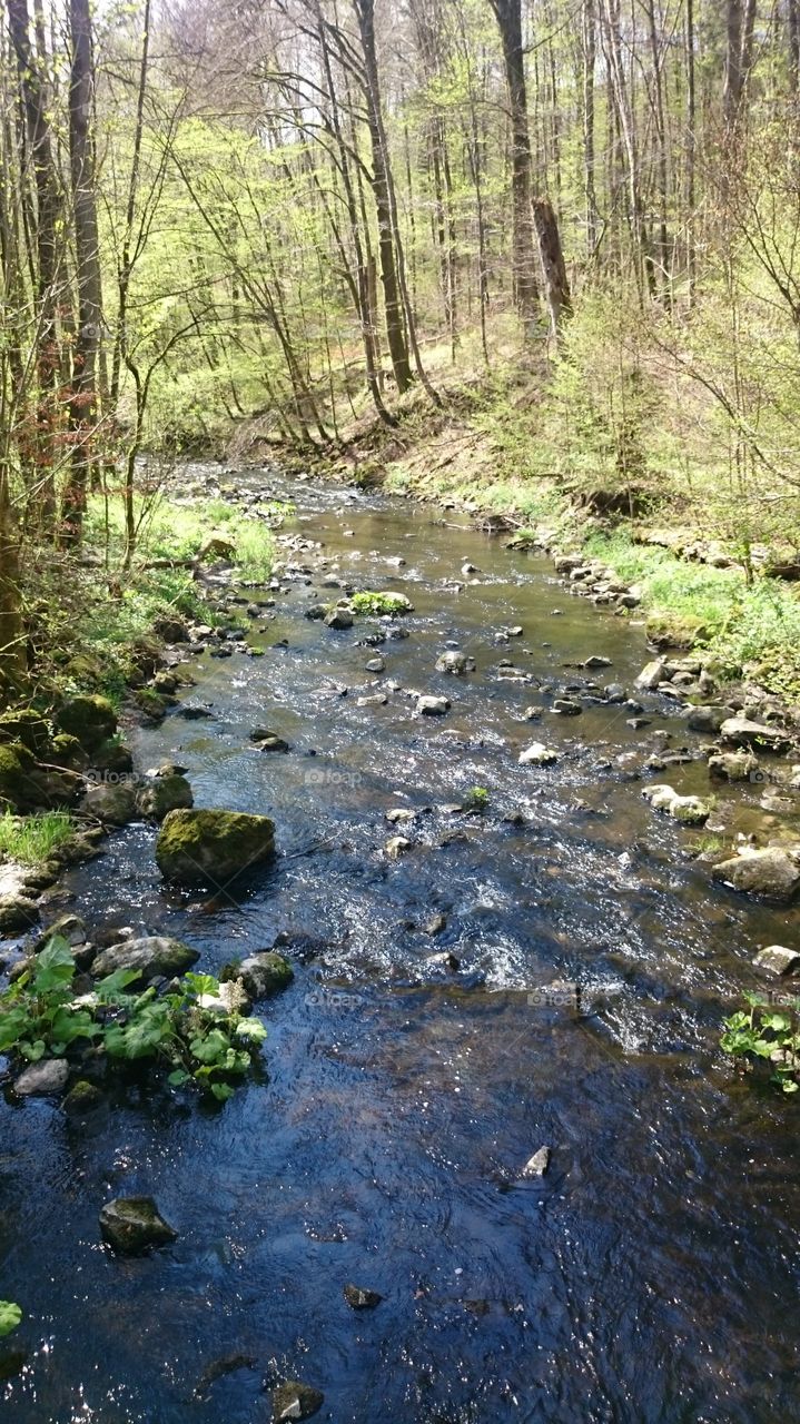 Fluss im Wald