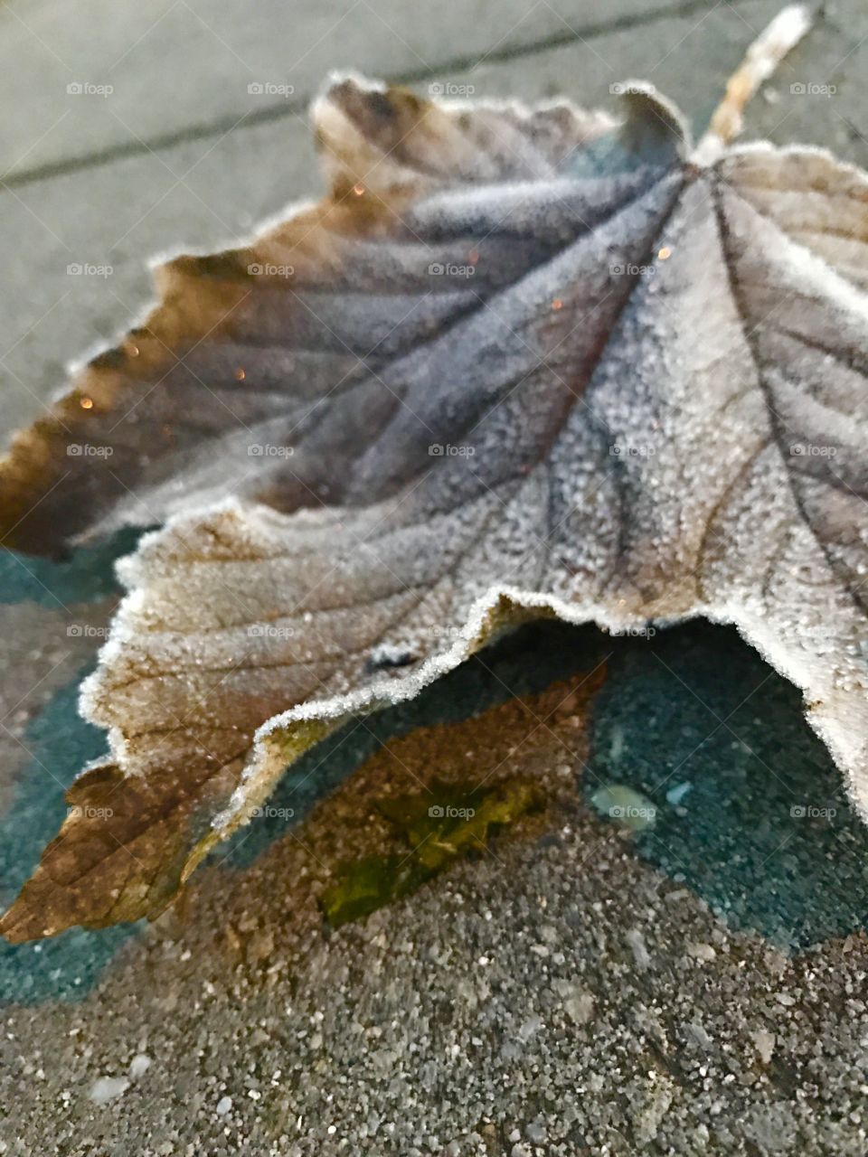 Frozen leaf upclose
