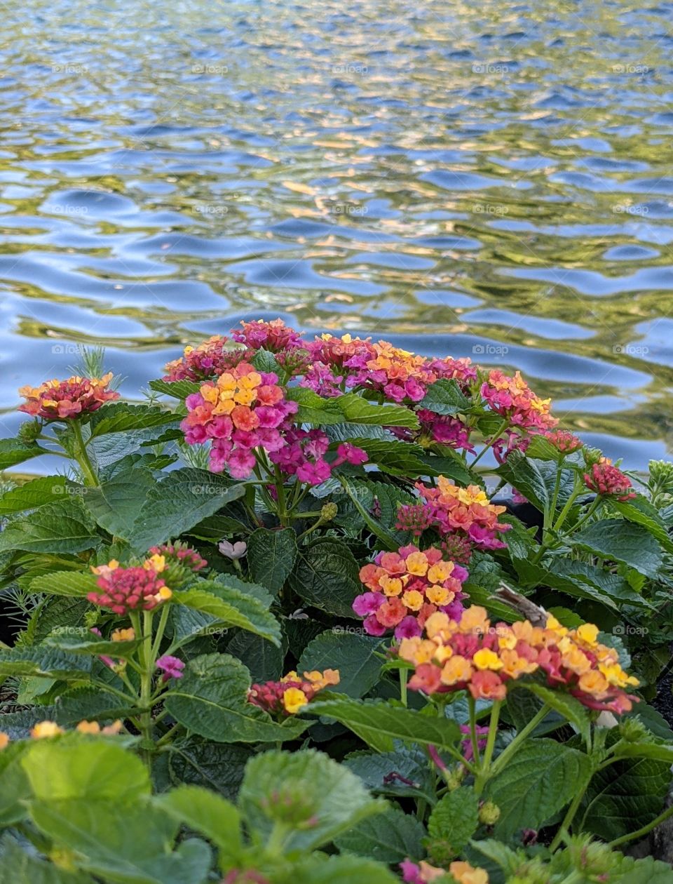 Flowers by the pond