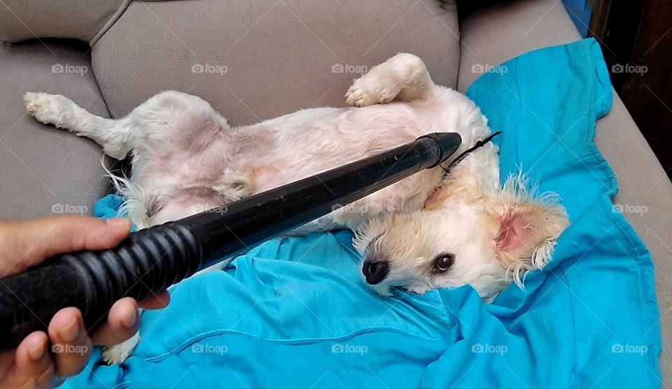 Dog being vacuumed