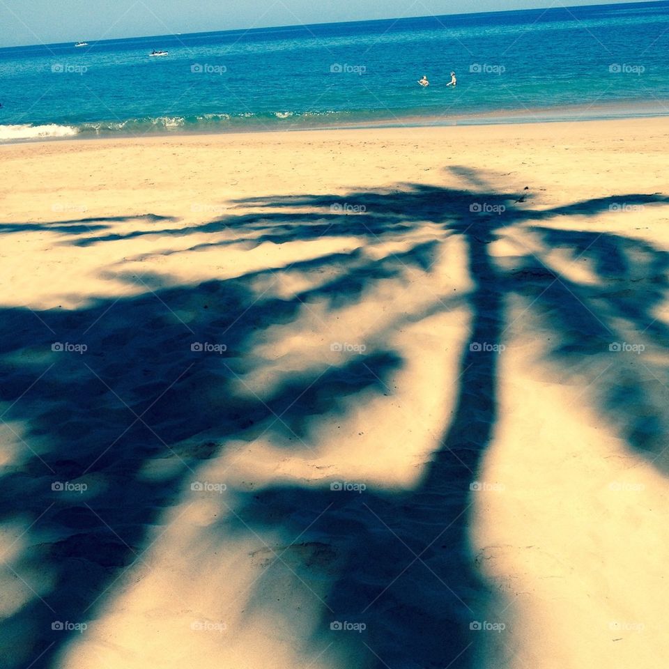 Shadow Palm 