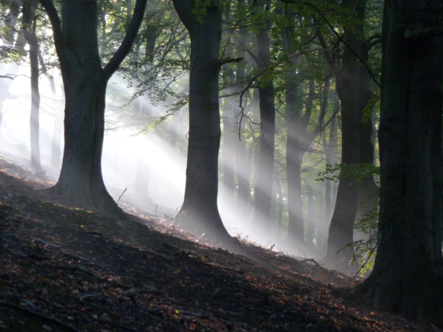 morning tree sun forest by Bea
