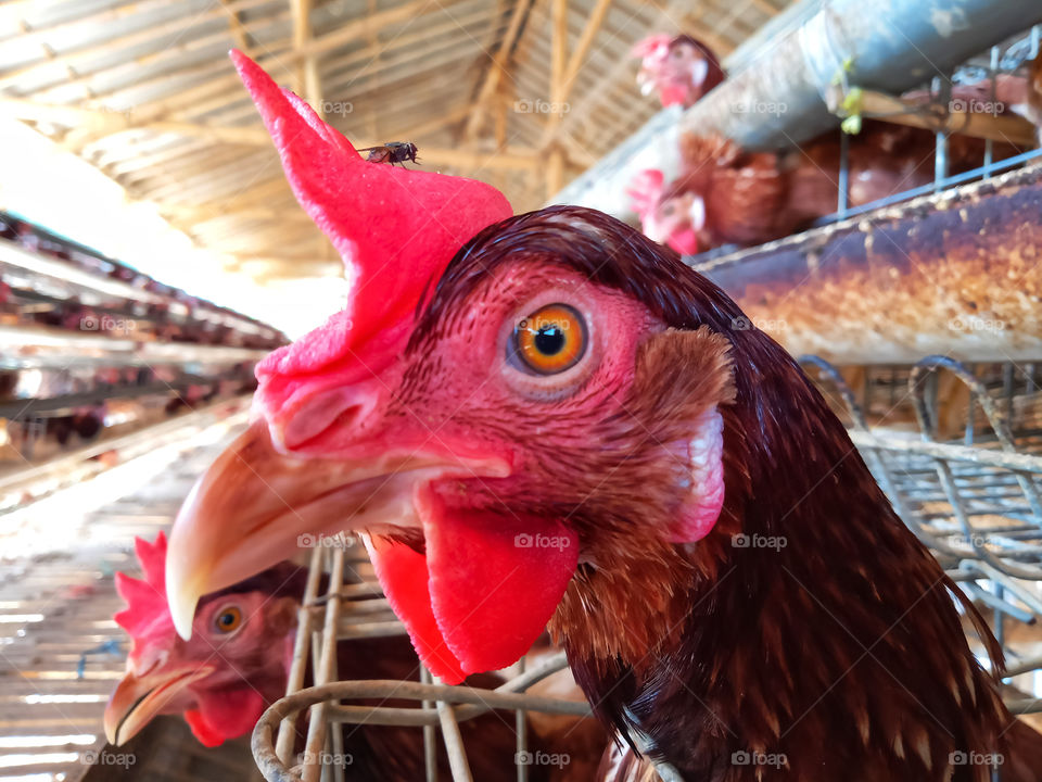 Red Comb and sharp Beak of hen in the chicken farm at the village