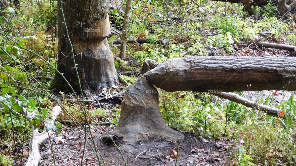 Beaver Damage 