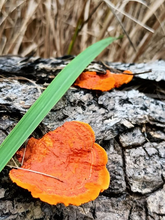 Mystical Mushrooms: A Fungi Adventure