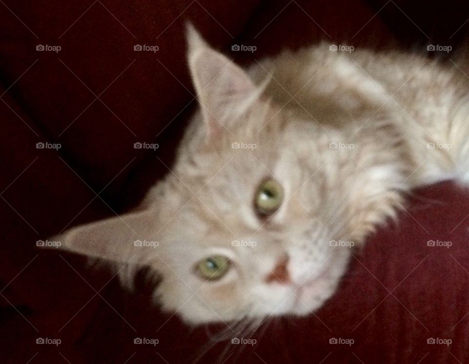 Falcon's lazy afternoon 