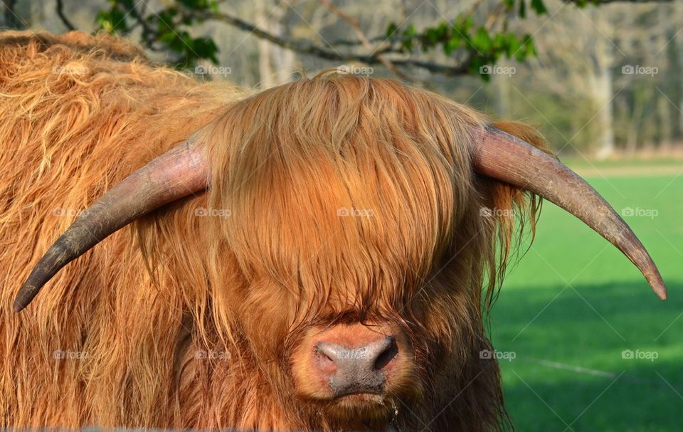 Close-up of highland cattle