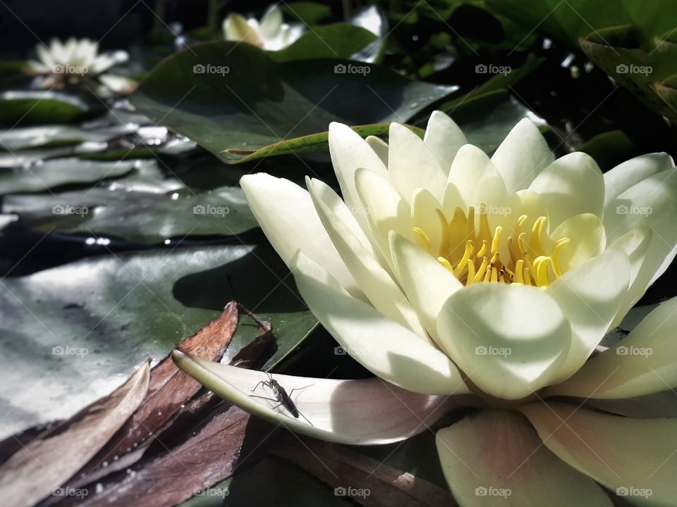 Makro water Lilly