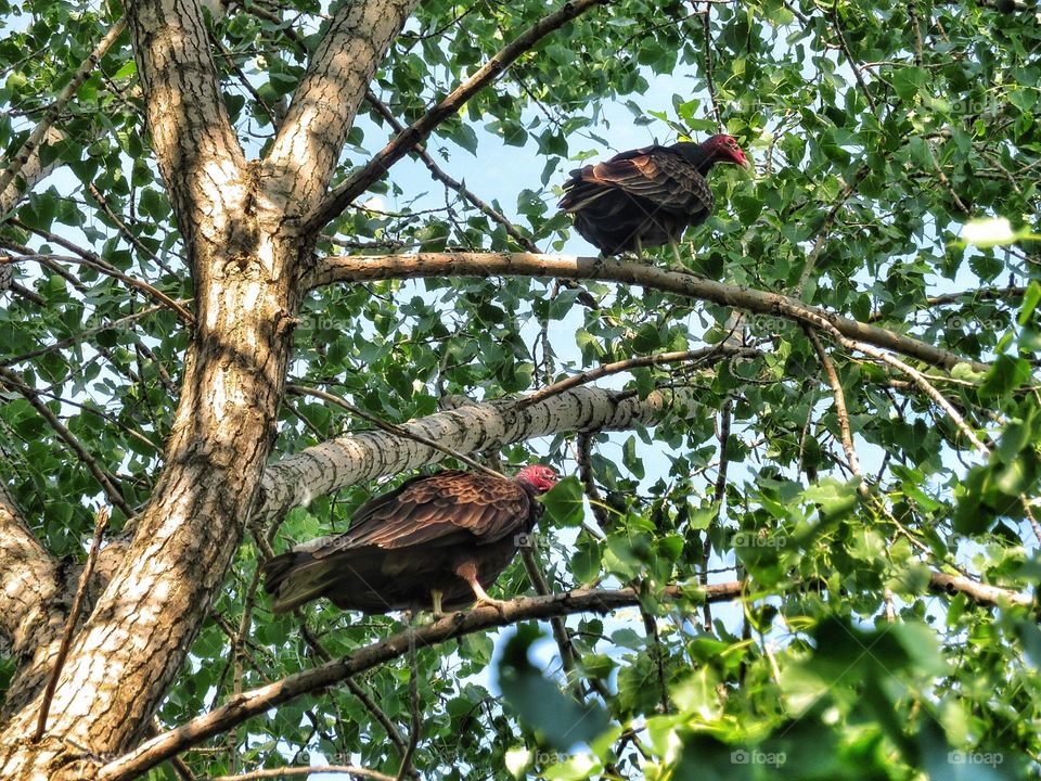 Turkey vultures 