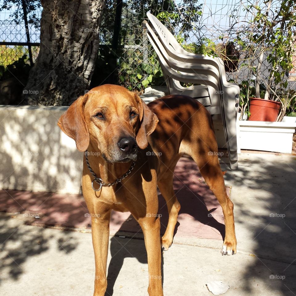 Rhodesian Ridgeback not willing to budge