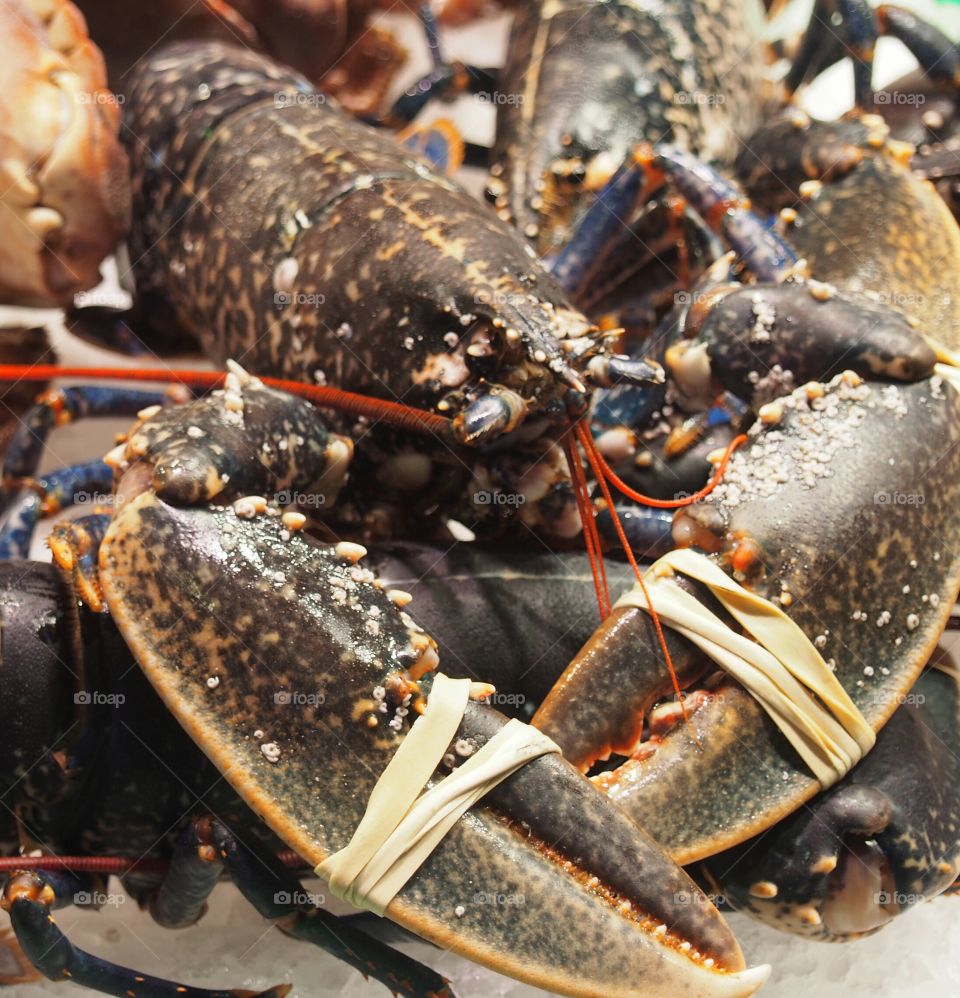 Close-up of crayfish