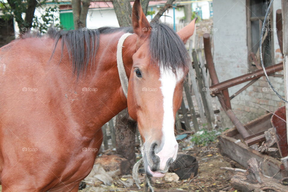 Mammal, One, People, Farm, Cavalry