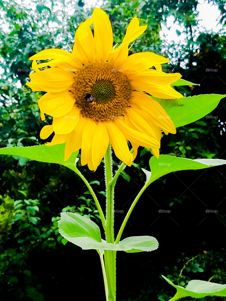 sunflower