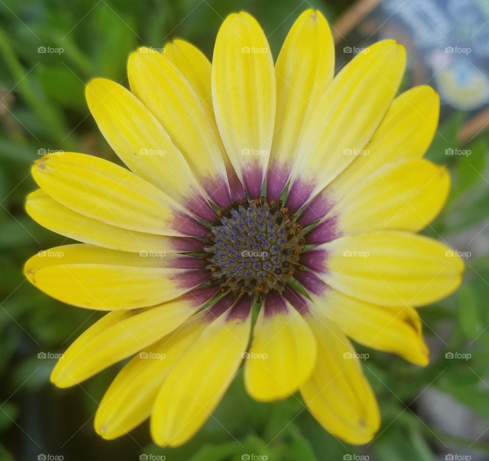 African daisy