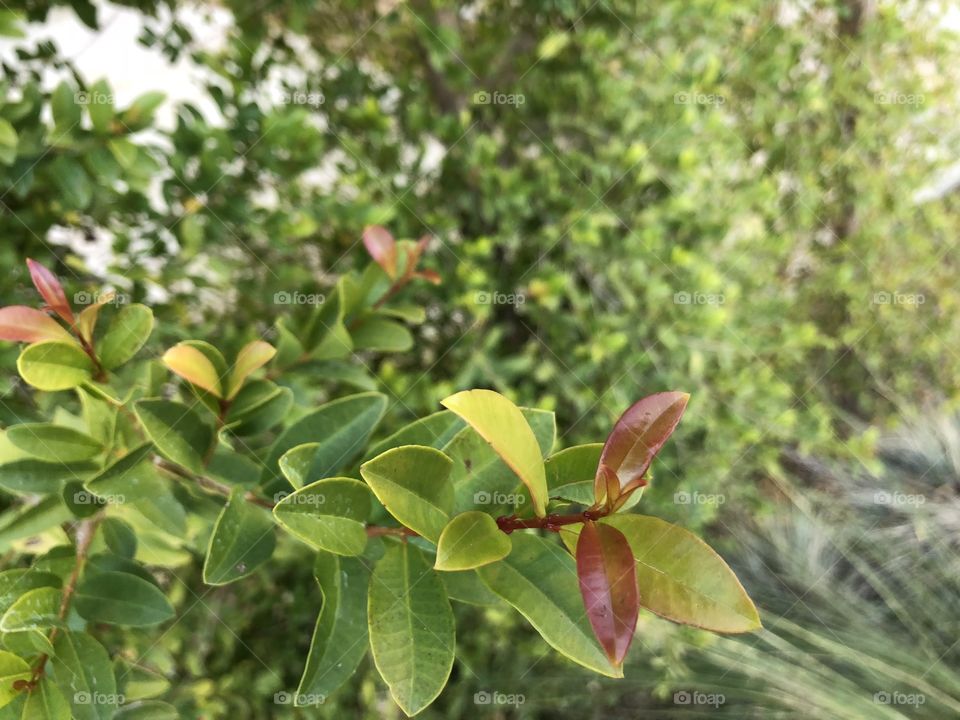 A close up of a green and red leafed branch against a blurred background of light green shrubbery. Even winter inn California is bright and sunny boasting radiant color and warmth. 