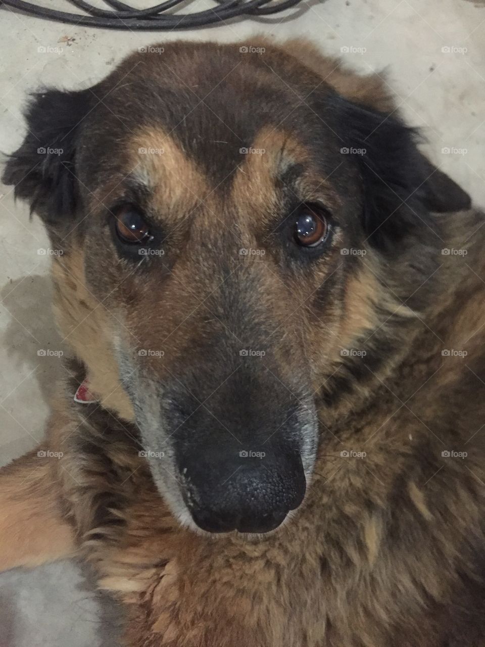 Shasta a big beautiful old dog She always has sparkling eyes when she looks at you it’s as if she’s looking deep into your soul