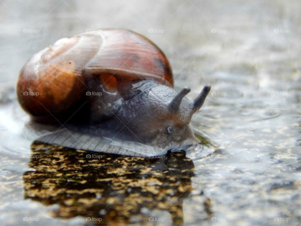 Snail on a rainy day 