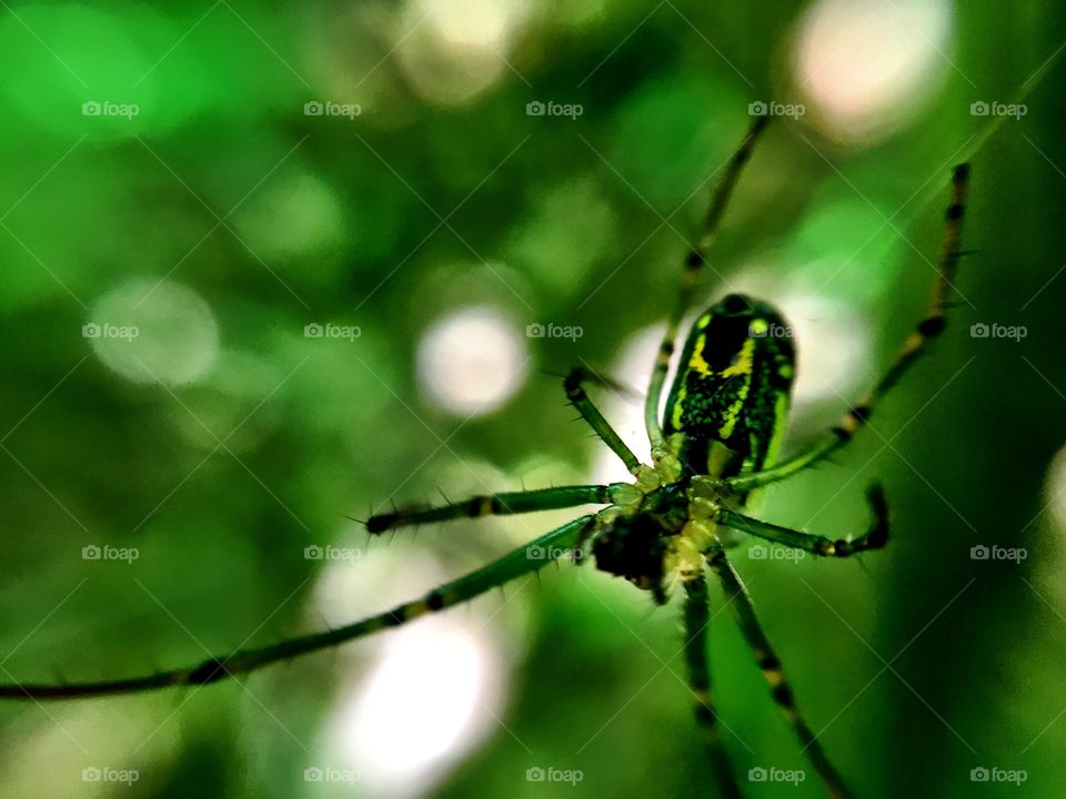 Spider