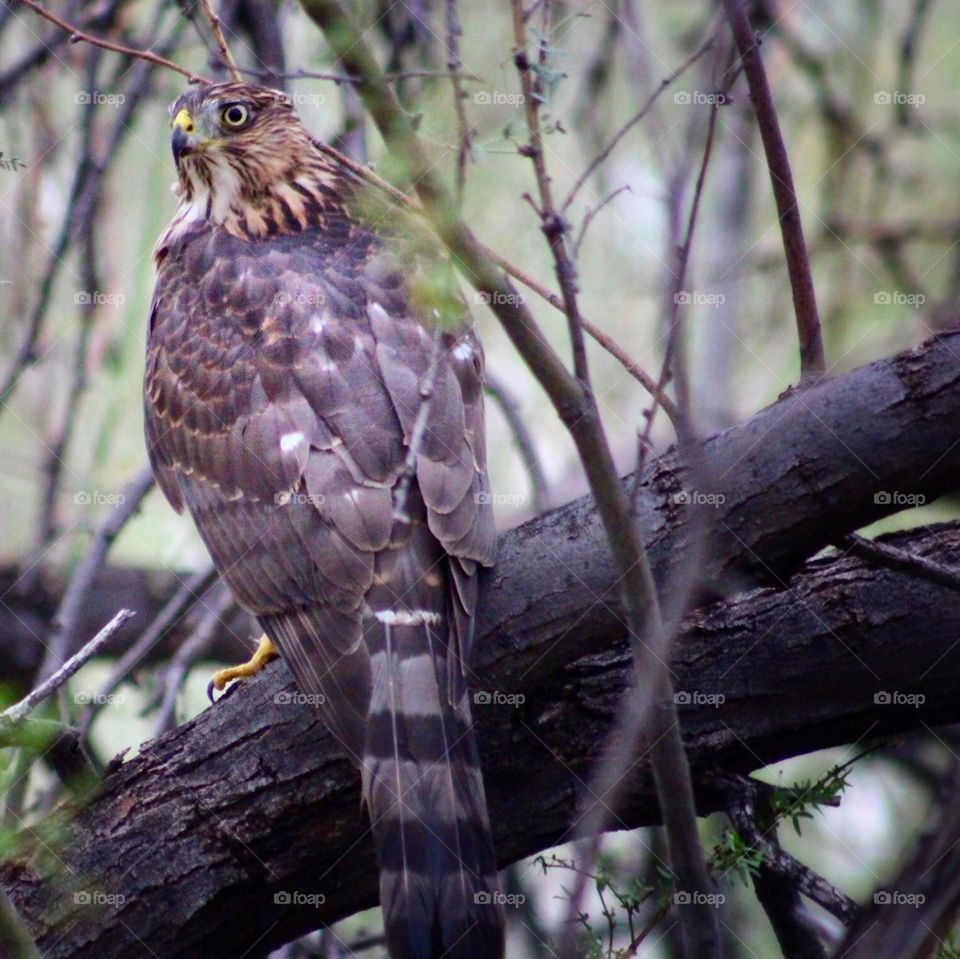 Hawk In a mesquite tree 