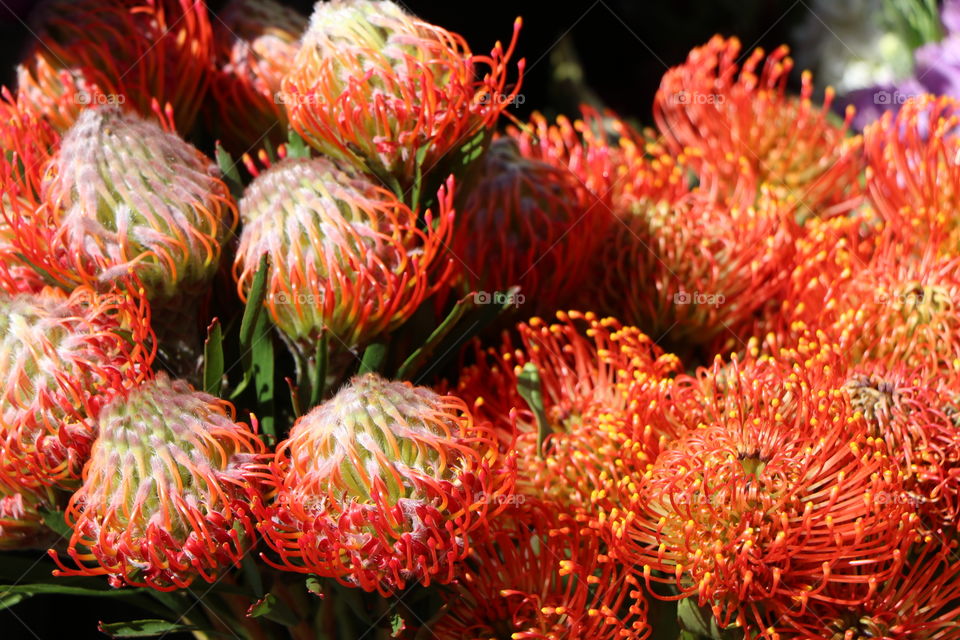 Colorful flowers 