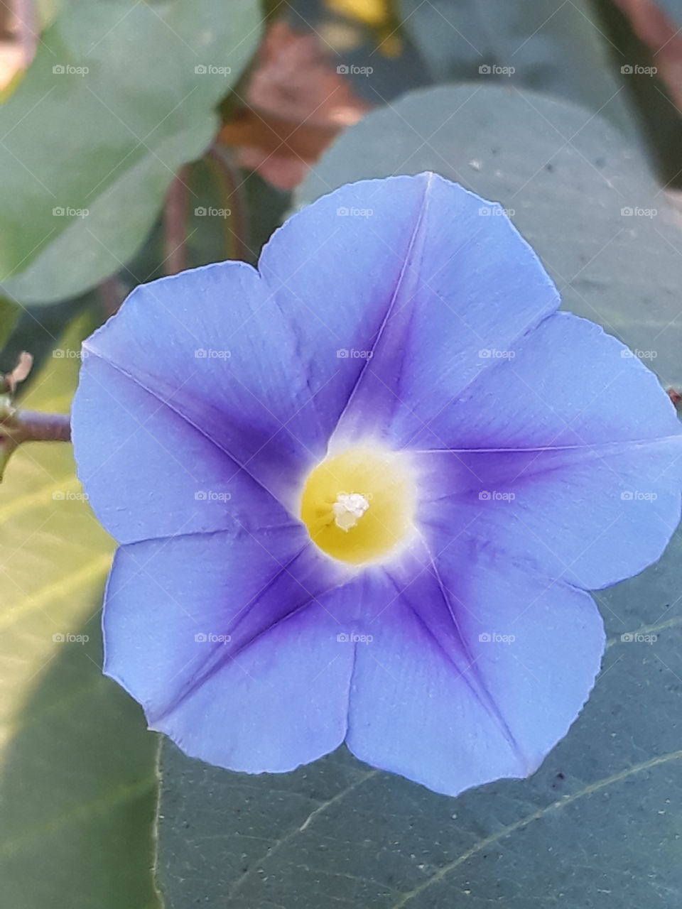 Elevated view of purple flower
