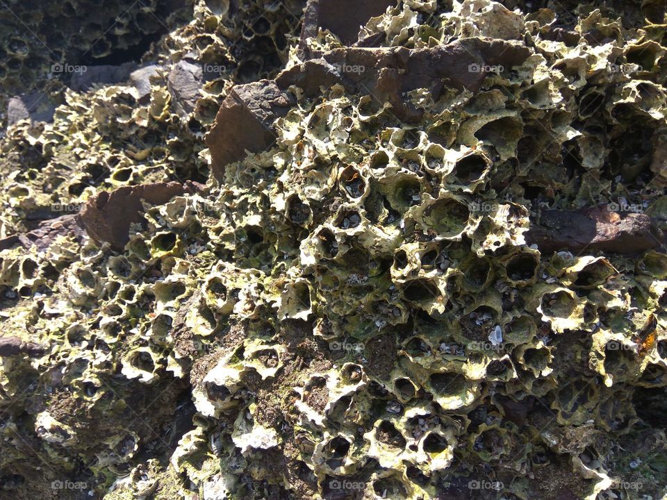 Stone of sea shells