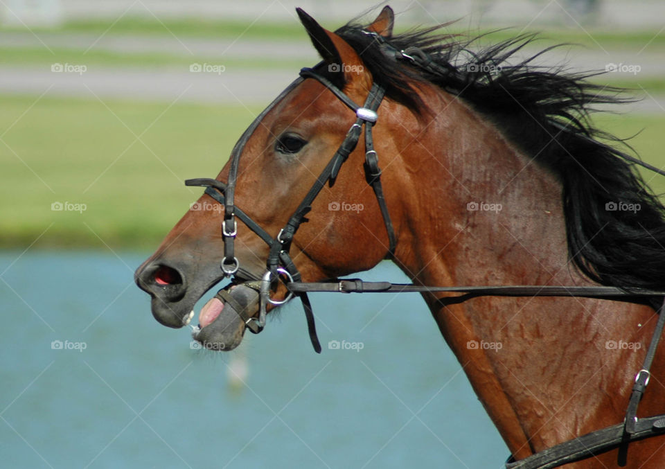 trot horse head