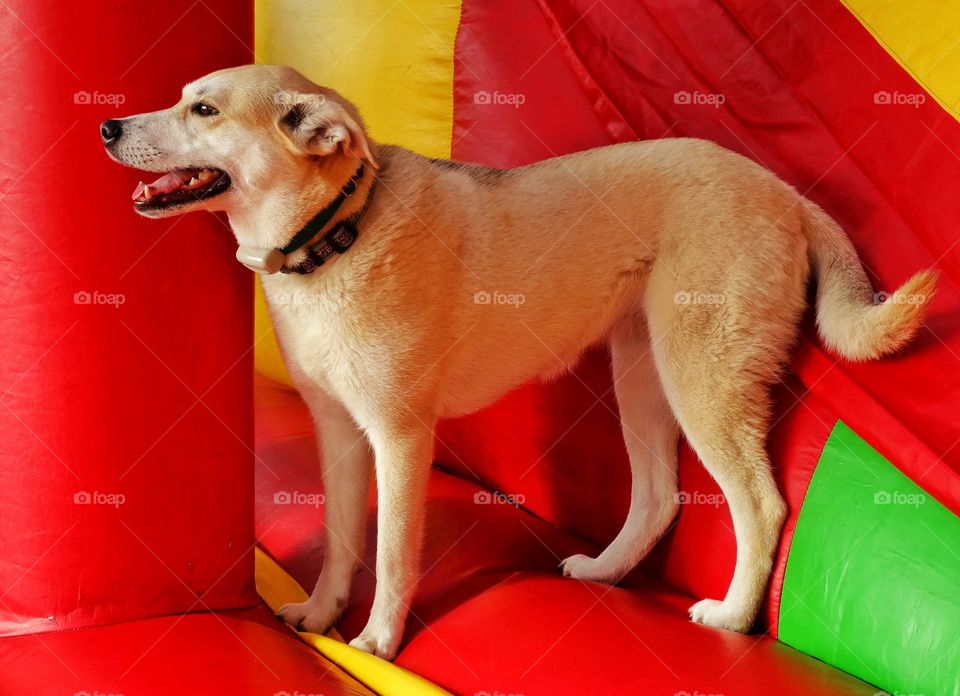 Yellow Lab Mix. Happy Yellow Lab Mix Dog